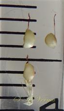  Female (upper row) and Gall flowers